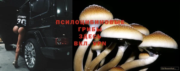 прущие грибы Инсар